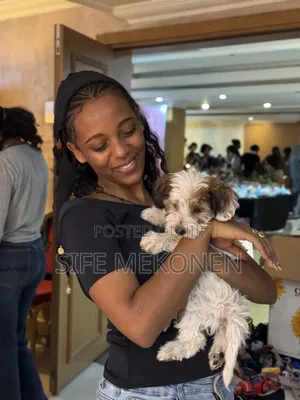 1-3 months Male Purebred Maltese