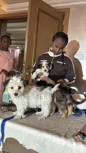 1-3 months Male Purebred Maltese