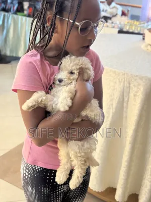 1-3 months Male Purebred Poodle