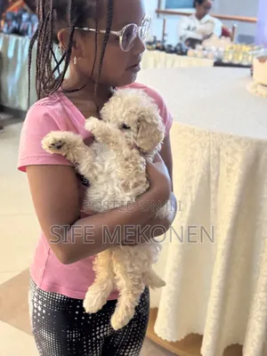1-3 months Male Purebred Poodle