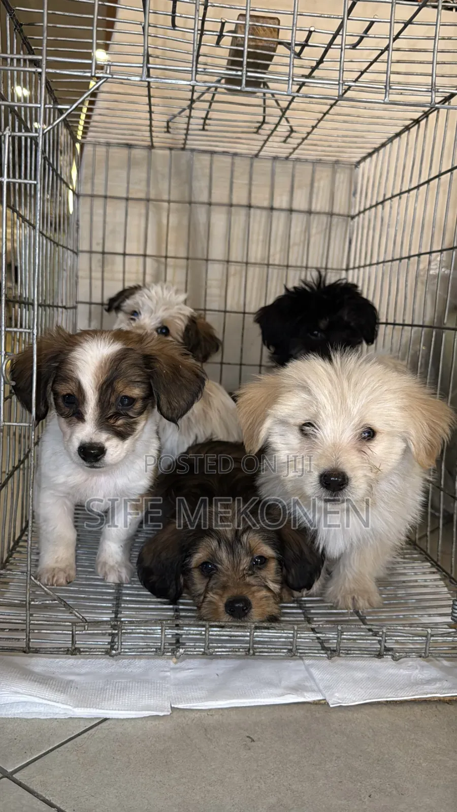 1-3 months Male Purebred Maltese