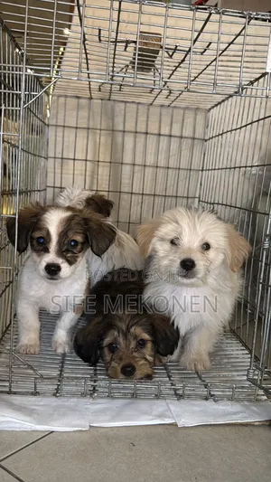 1-3 months Male Purebred Maltese