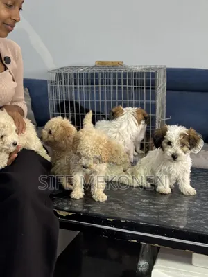 1-3 months Male Purebred Poodle