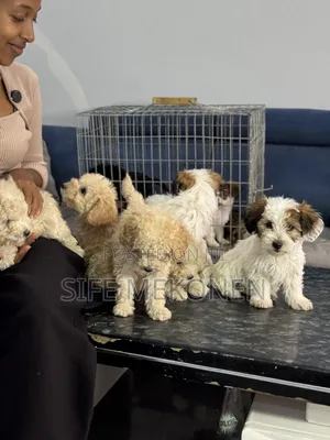 1-3 months Male Purebred Poodle
