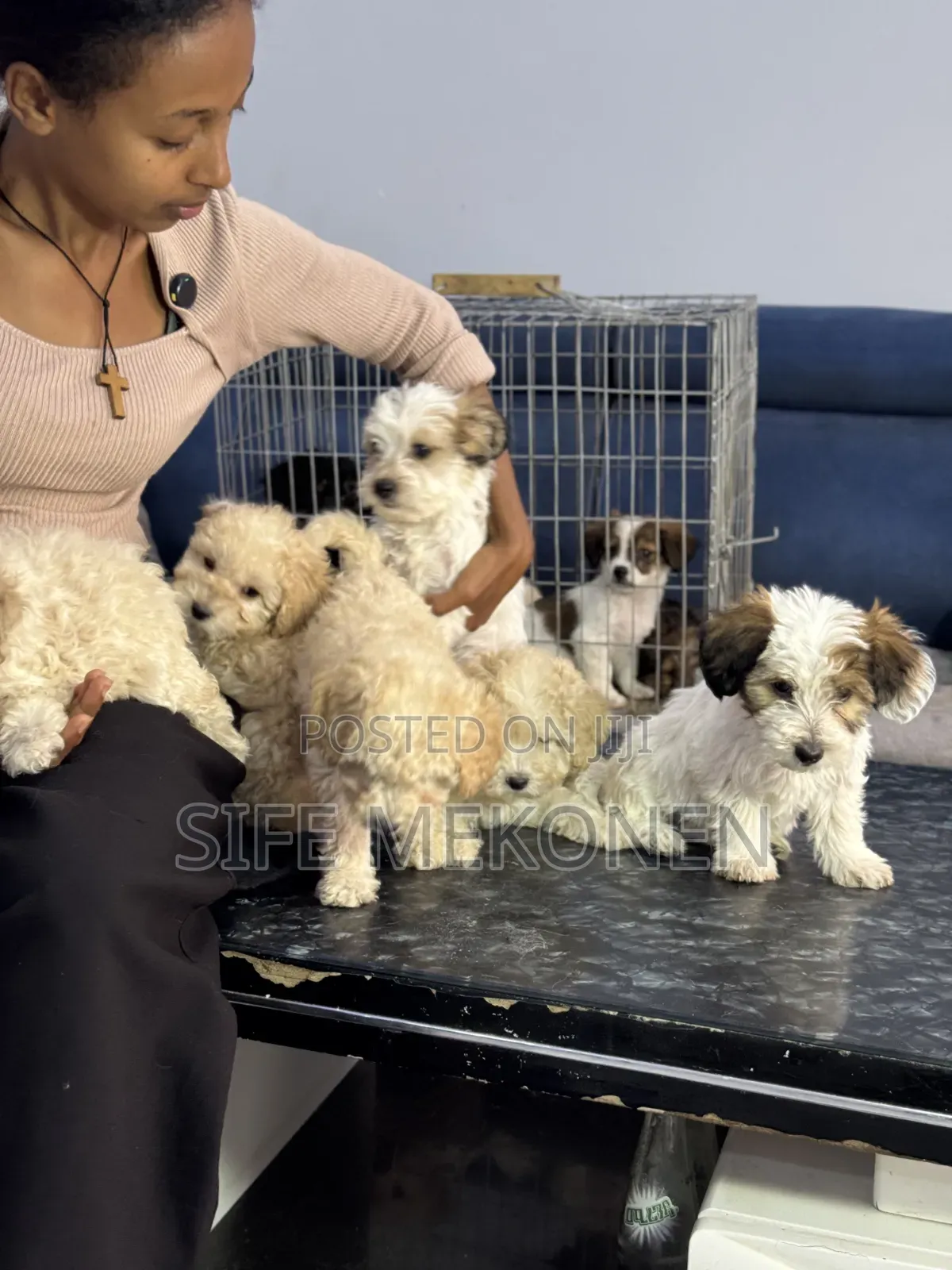 1-3 months Male Purebred Poodle