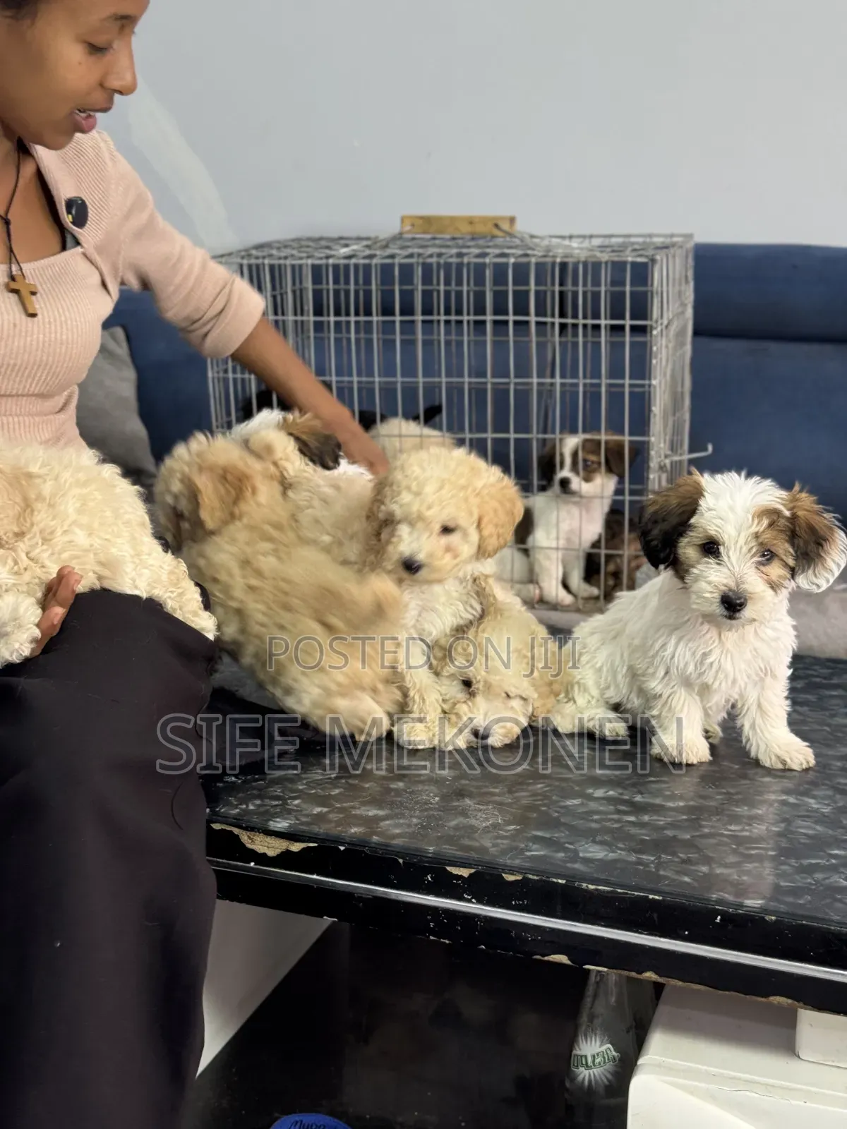 1-3 months Male Purebred Poodle
