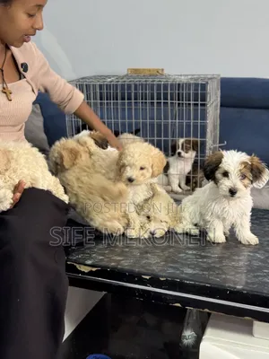 1-3 months Male Purebred Poodle