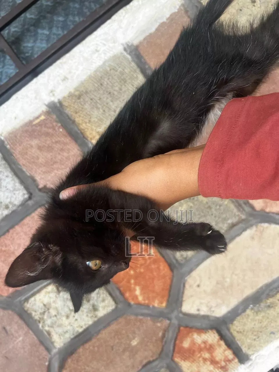 1-3 months Male Purebred Abyssinian