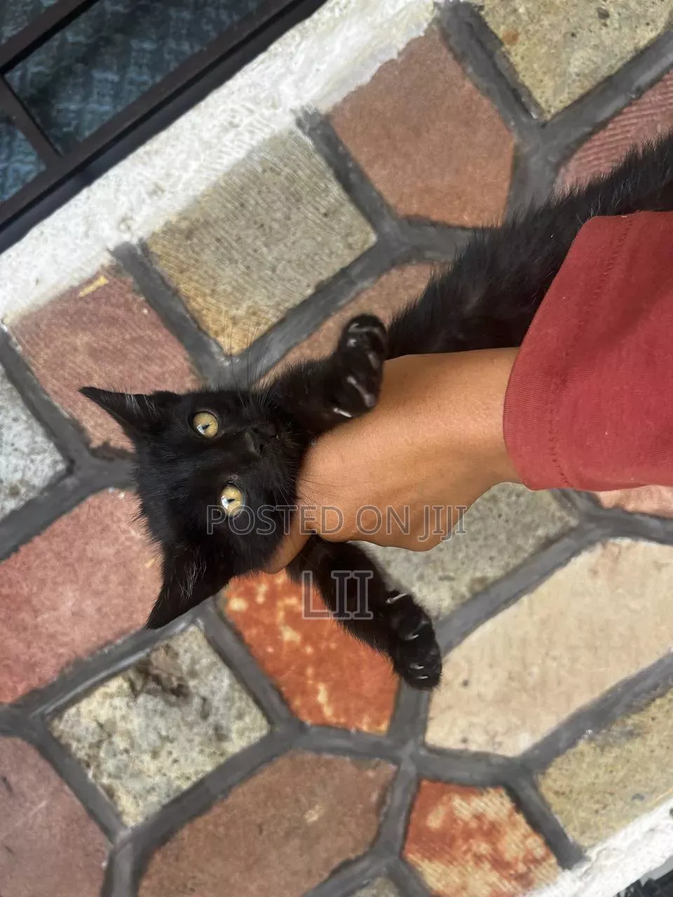 1-3 months Male Purebred Abyssinian