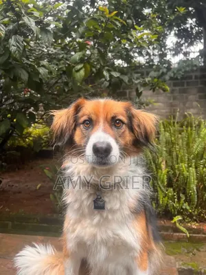 3-6 months Female Purebred Australian Shepherd
