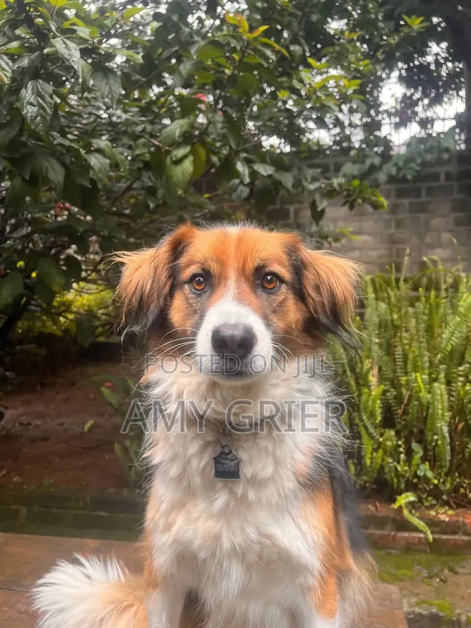 3-6 months Female Purebred Australian Shepherd