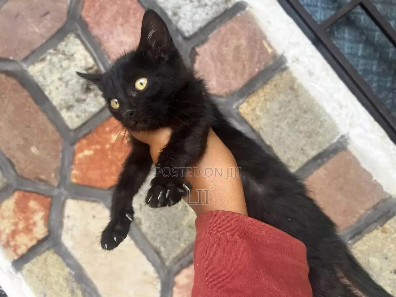 1-3 months Male Purebred Abyssinian