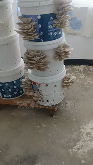 ፍሬሽ ኦይስተር መሽሩም (Fresh Oyster Mushroom)