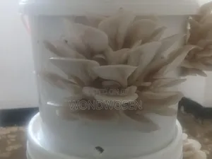 ፍሬሽ ኦይስተር መሽሩም (Fresh Oyster Mushroom)