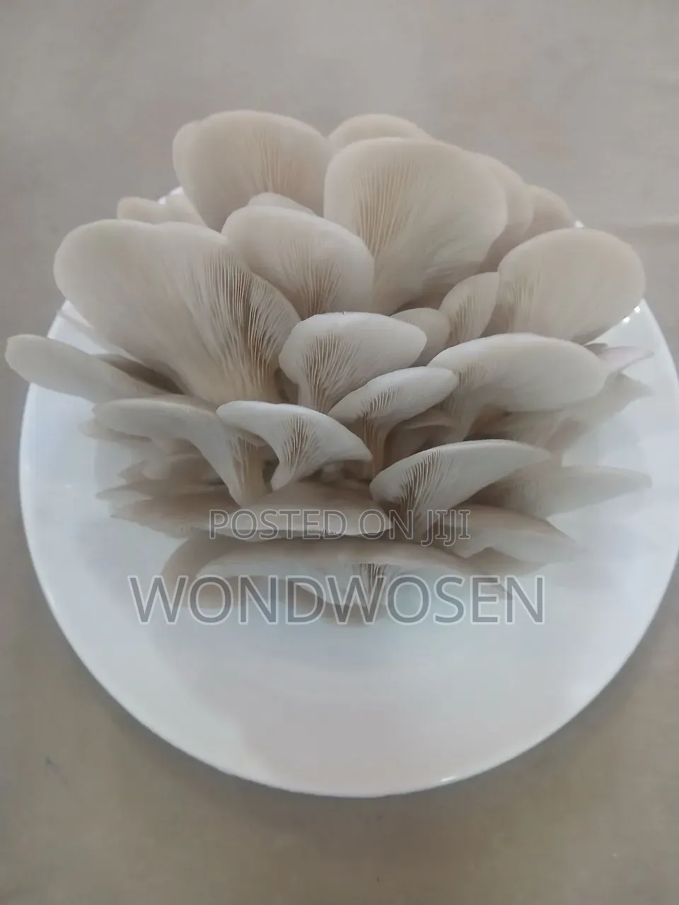 ፍሬሽ ኦይስተር መሽሩም (Fresh Oyster Mushroom)