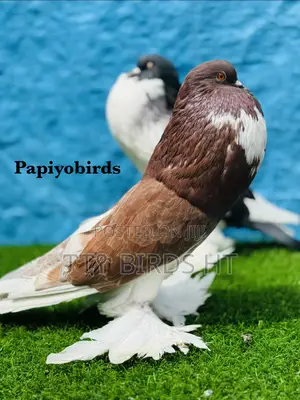 Fancy Pigeons Top Quality