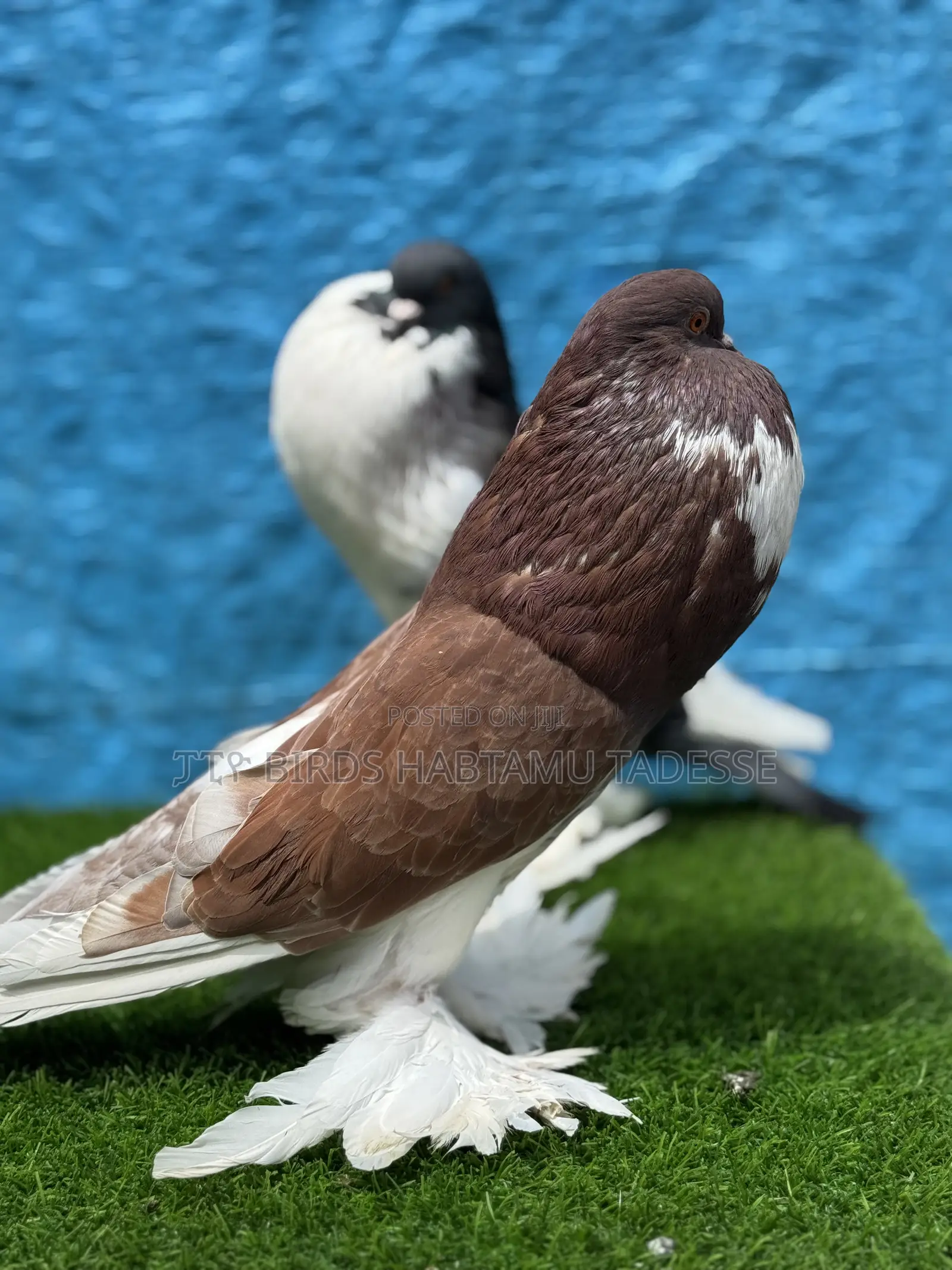 Fancy Pigeons Top Quality