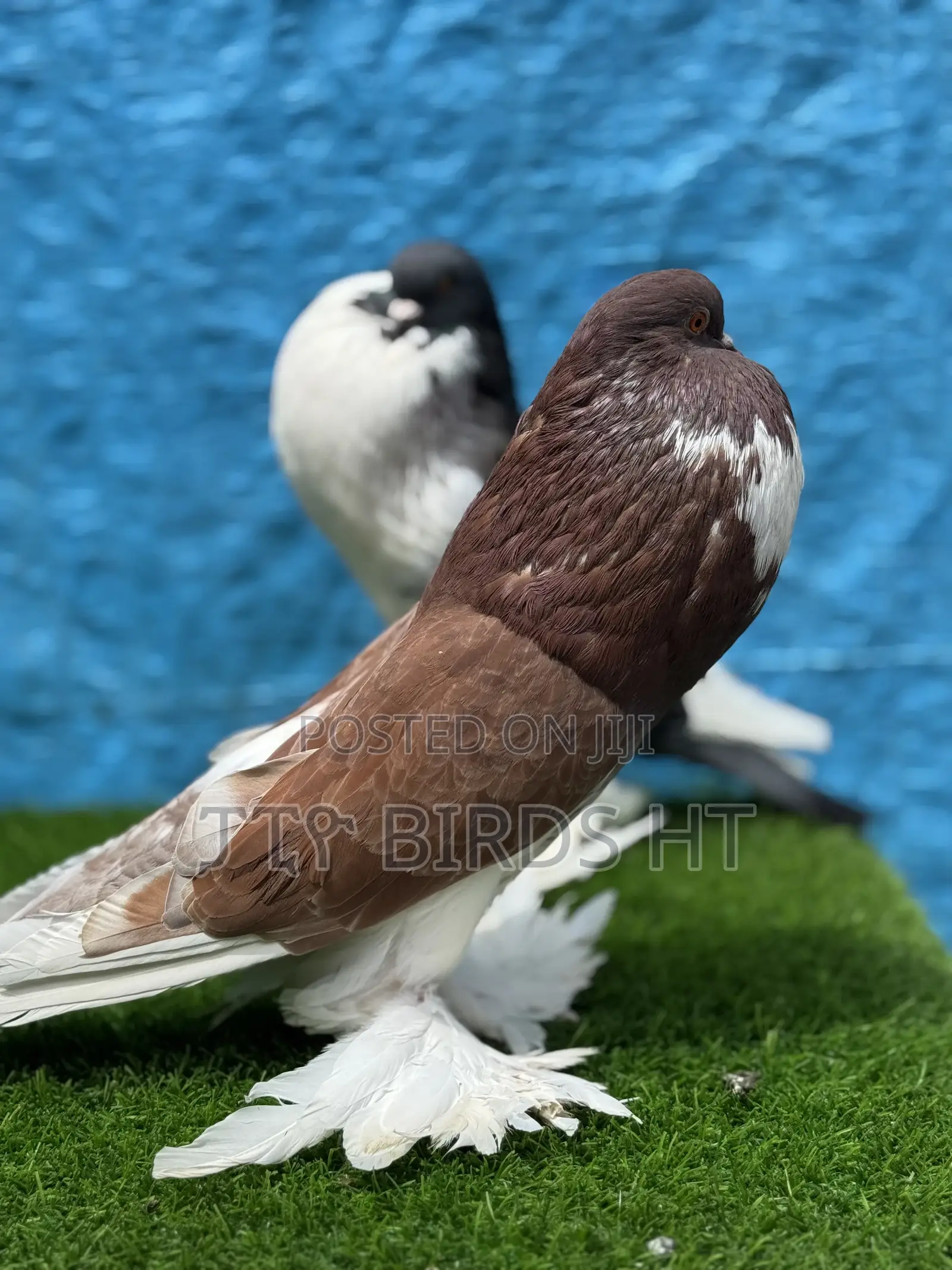 Fancy Pigeons Top Quality