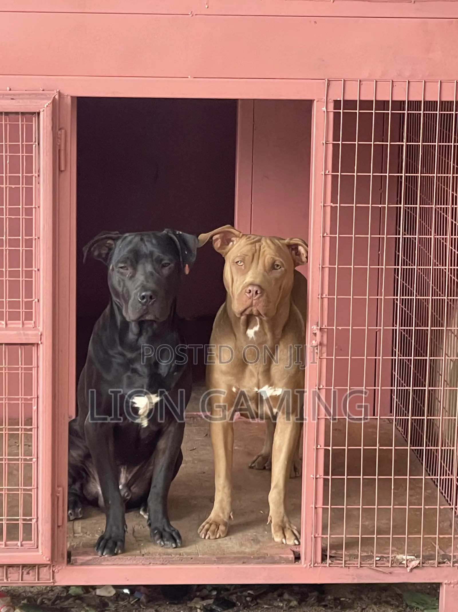 1-3 months Male Purebred American Pit Bull Terrier