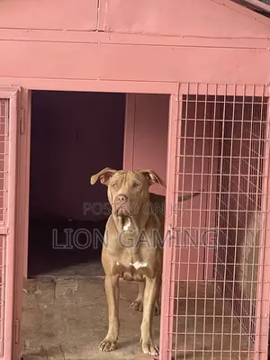 1-3 months Male Purebred American Pit Bull Terrier
