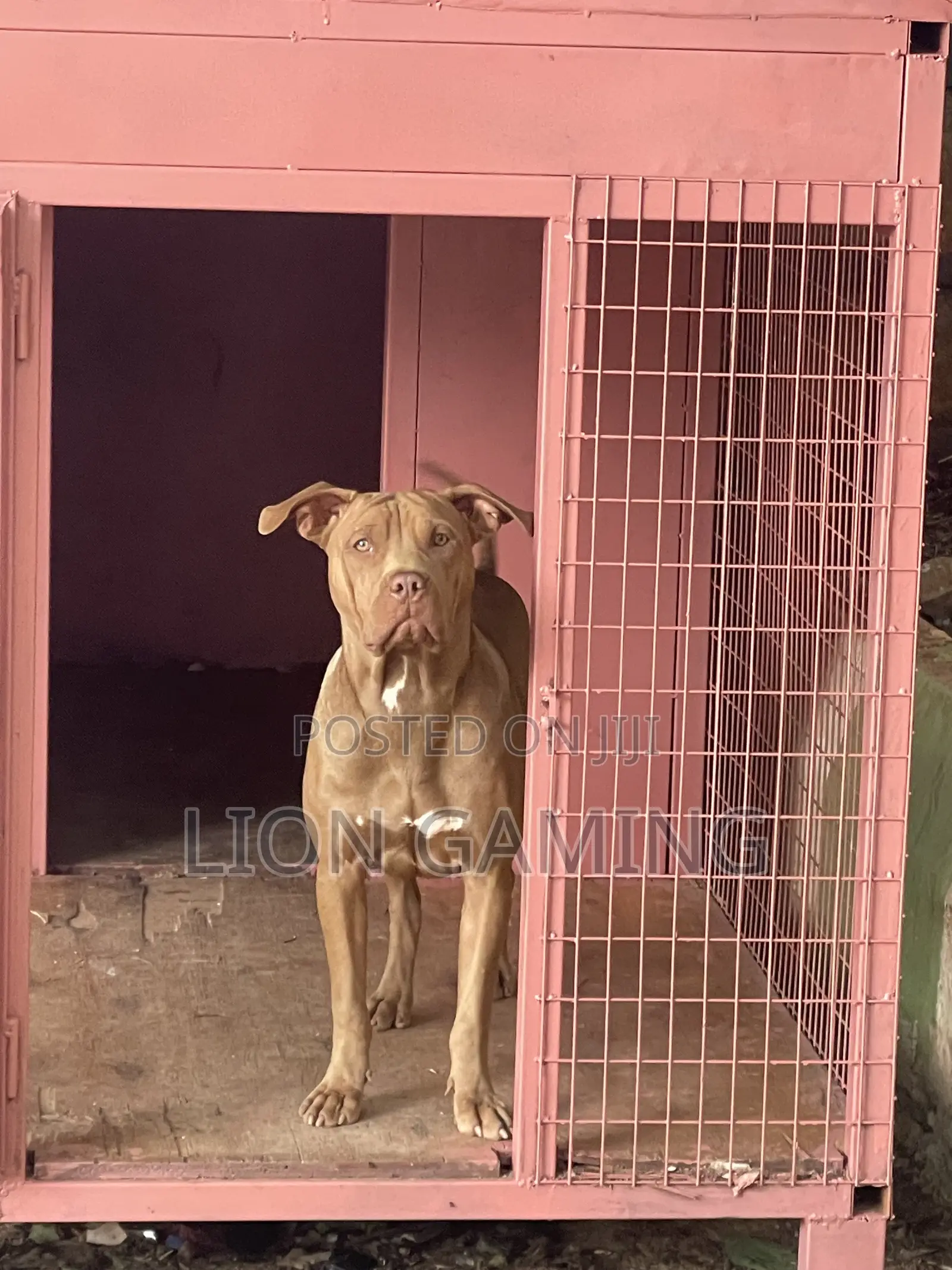 1-3 months Male Purebred American Pit Bull Terrier