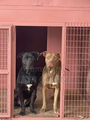 1-3 months Male Purebred American Pit Bull Terrier