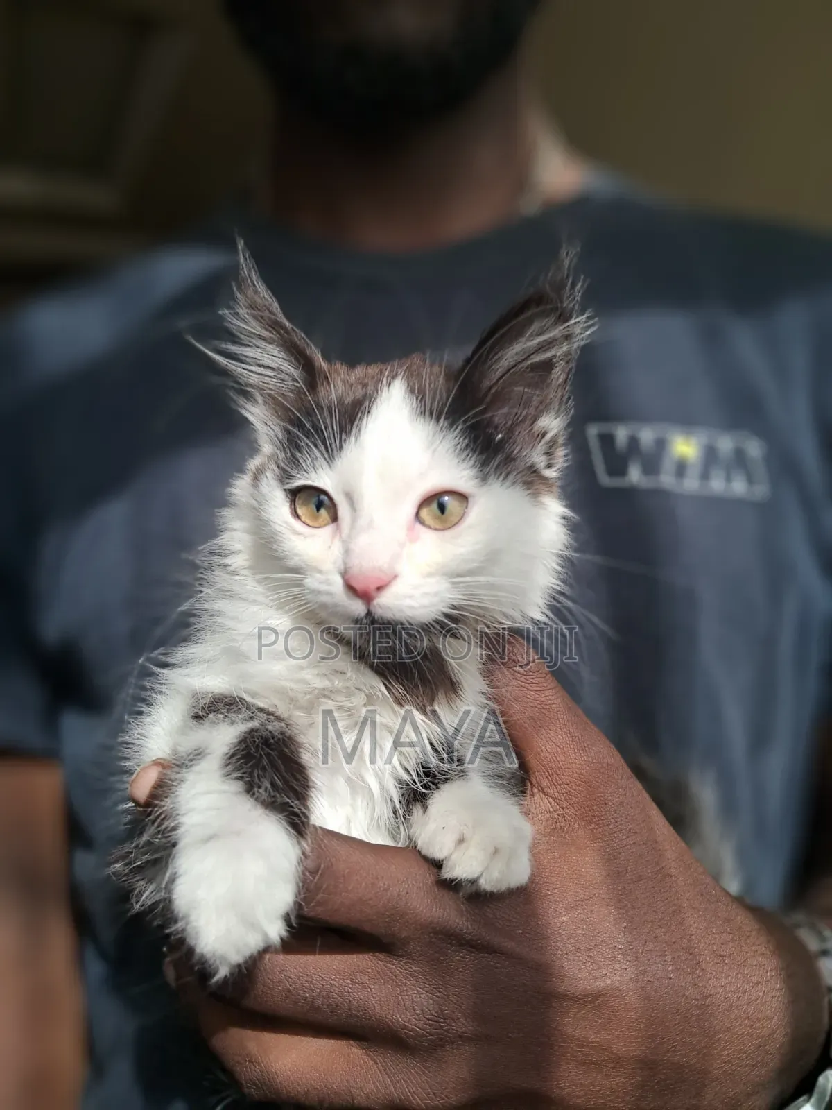 1-3 months Female Mixed Breed Maine Coon