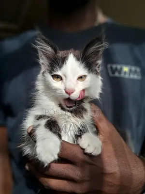 1-3 months Female Mixed Breed Maine Coon