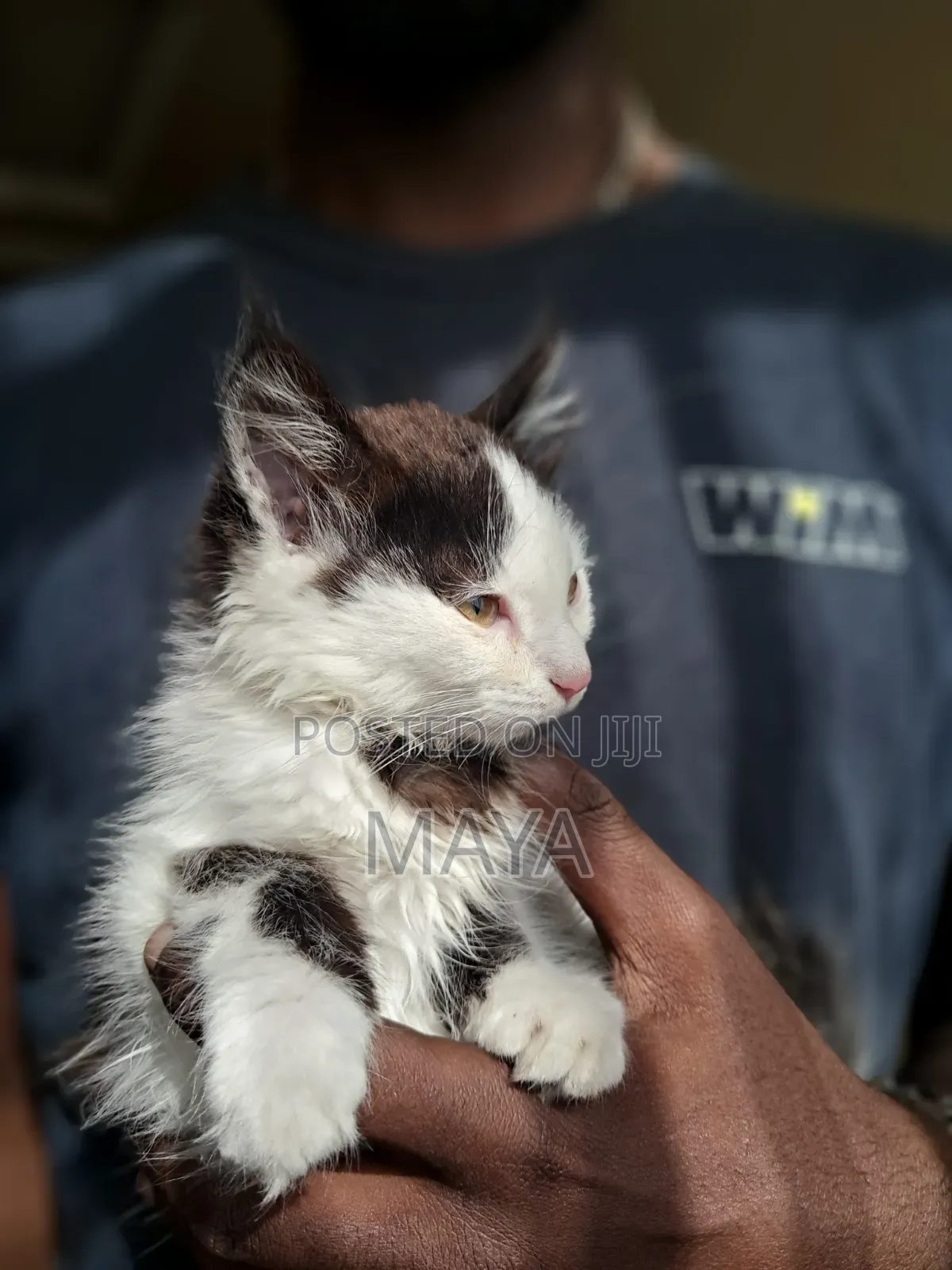 1-3 months Female Mixed Breed Maine Coon