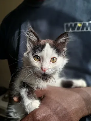 1-3 months Female Mixed Breed Maine Coon