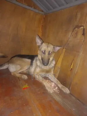 1+ year Female Purebred German Shepherd
