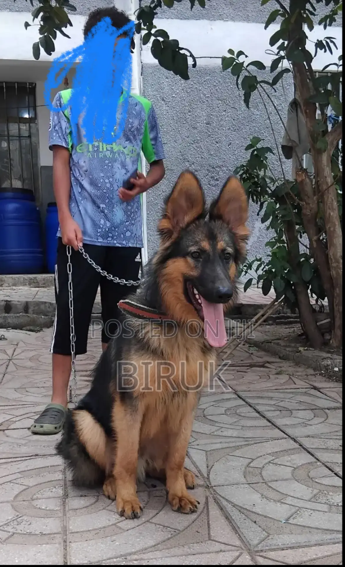 6-12 months Male Purebred German Shepherd