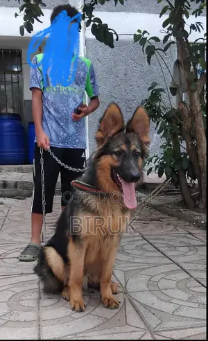6-12 months Male Purebred German Shepherd
