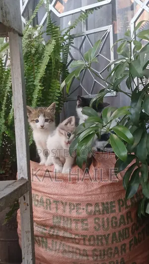 0-1 month Male Mixed Breed Abyssinian