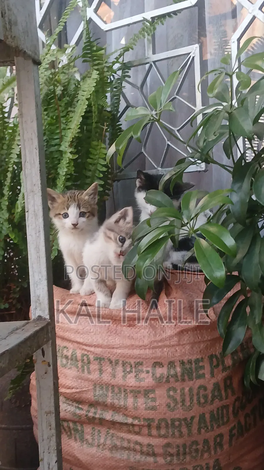 0-1 month Male Mixed Breed Abyssinian