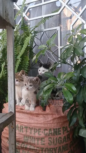 0-1 month Male Mixed Breed Abyssinian