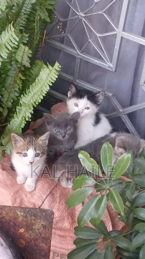 0-1 month Male Mixed Breed Abyssinian