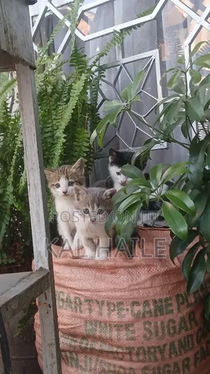 0-1 month Male Mixed Breed Abyssinian