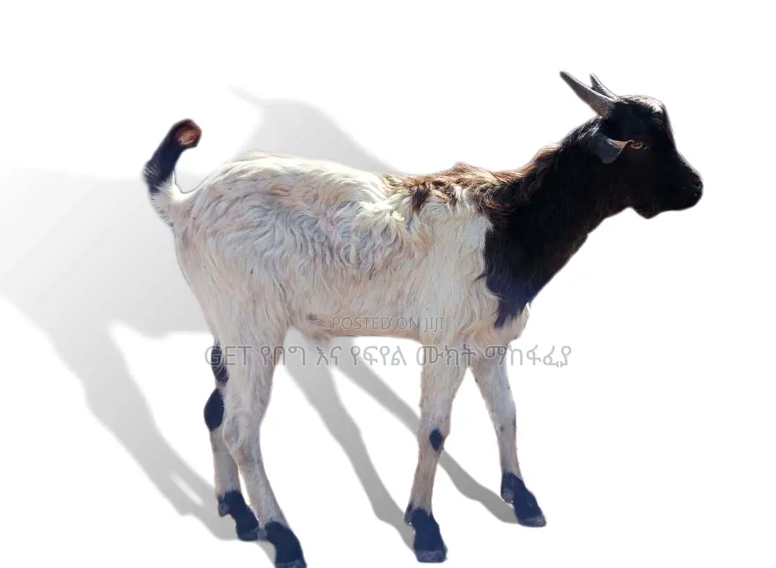 ፍየል(Goat) በተመጣጣኝ ዋጋ የቀረበ