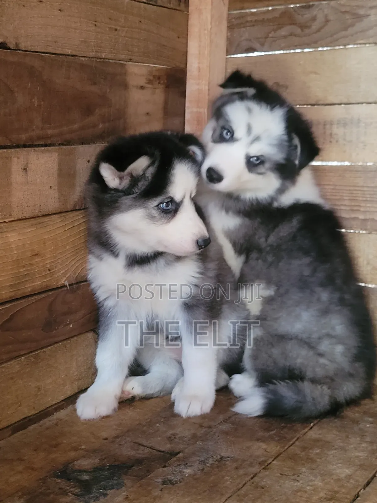 1-3 months Male Purebred Siberian Husky