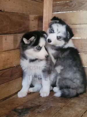 1-3 months Male Purebred Siberian Husky