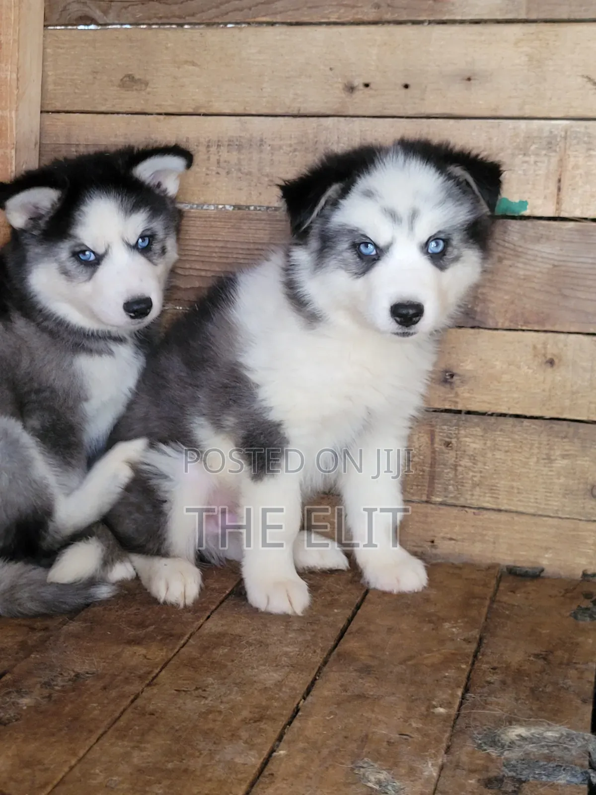 1-3 months Male Purebred Siberian Husky