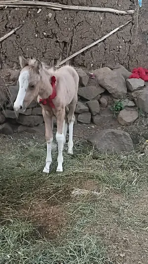Horse for Sell