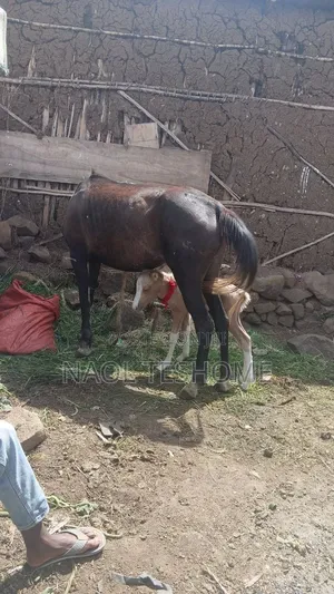 Horse for Sell