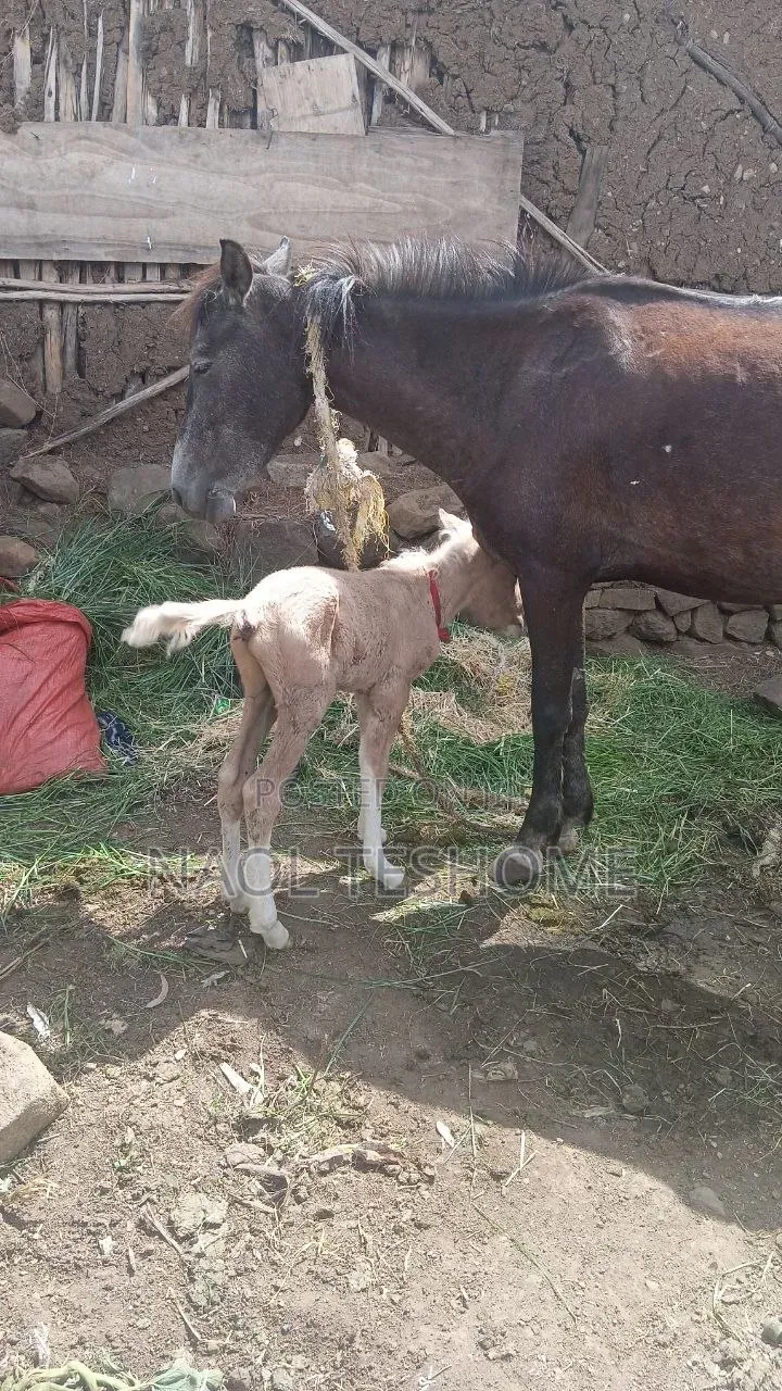 Horse for Sell