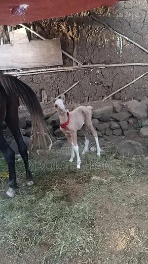 Horse for Sell