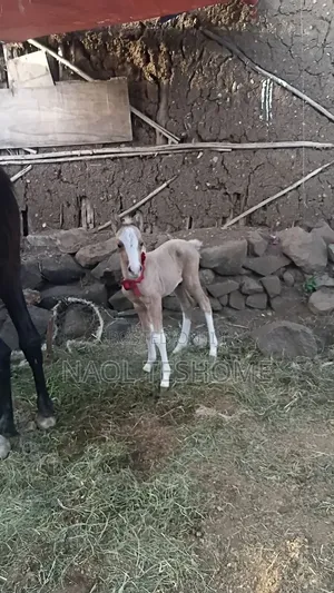 Horse for Sell