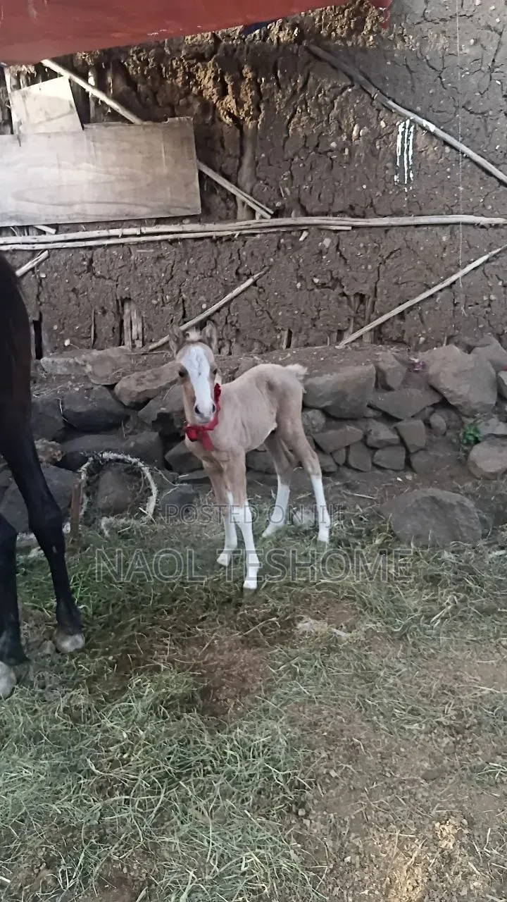 Horse for Sell