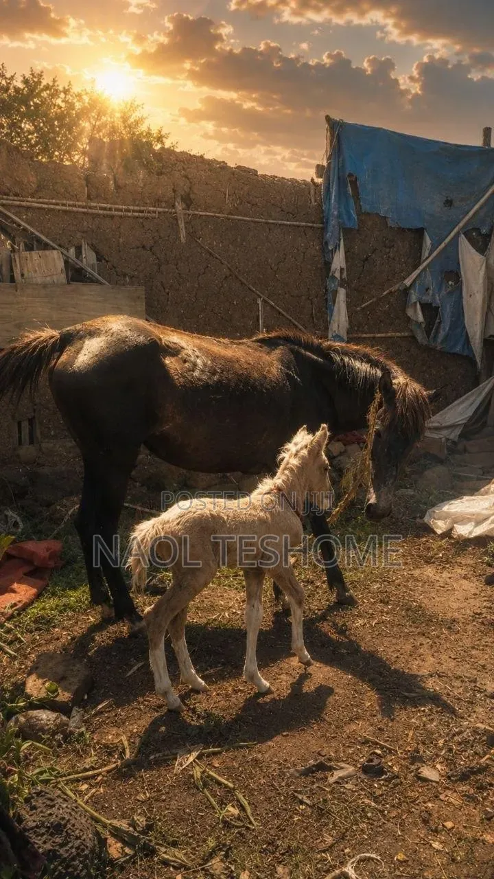 Horse for Sell