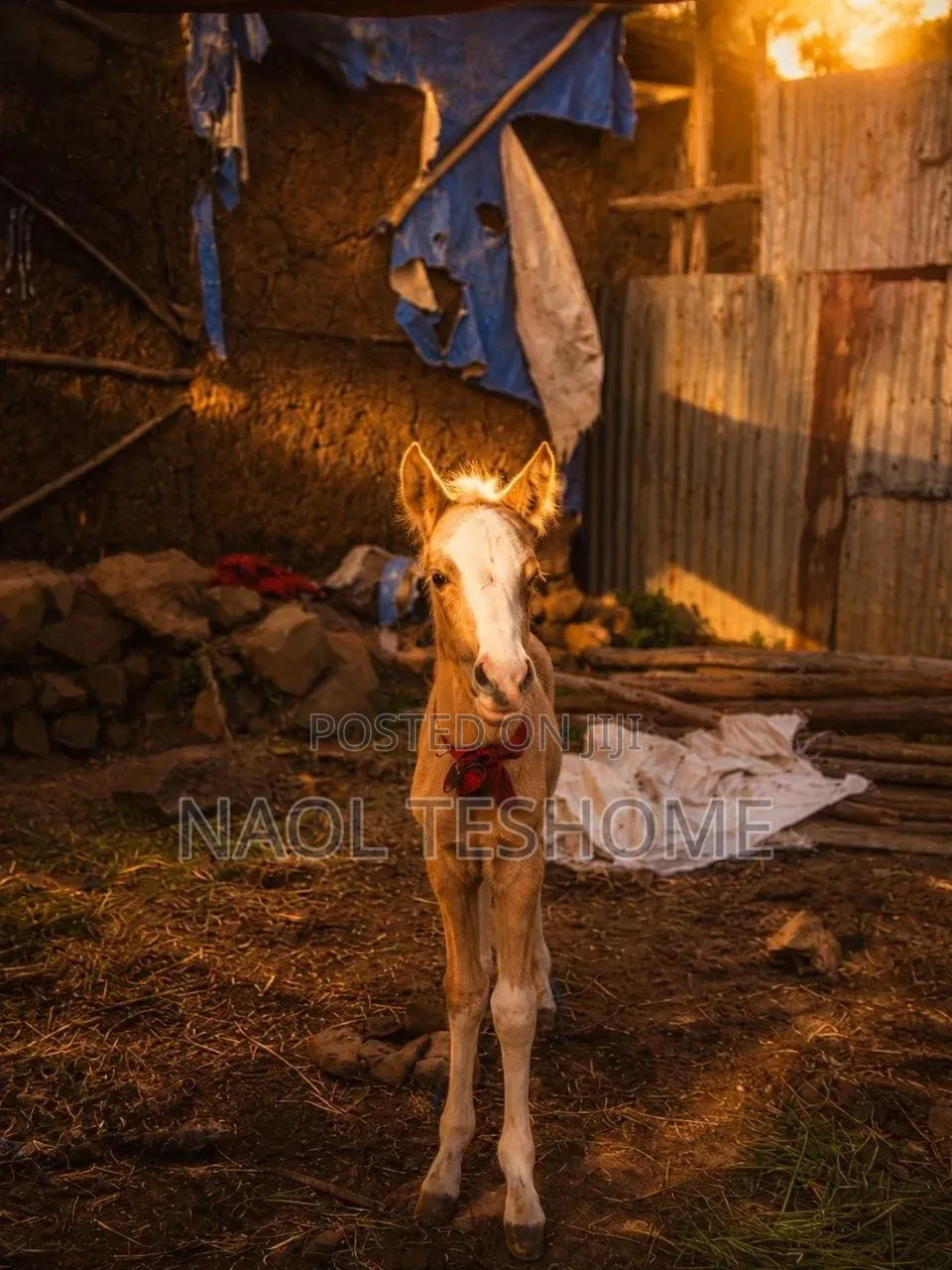 Horse for Sell